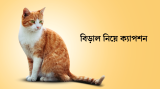 50+ বিড়াল নিয়ে ক্যাপশন, স্ট্যাটাস ও উক্তি 2026