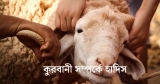 কুরবানী সম্পর্কে হাদিস আরবি ও বাংলায় 2026