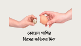 কোয়েল পাখির ডিমের ক্ষতিকর দিক কী কী? 2026